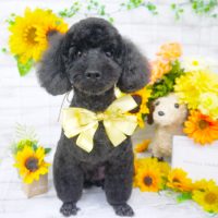 【山手店】2019年7月20日のワンちゃん達♪