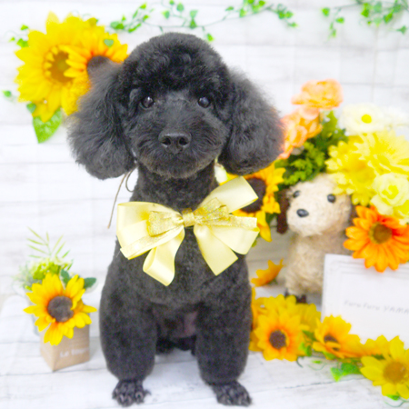 【山手店】2019年7月20日のワンちゃん達♪