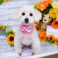 【山手店】2019年7月21日のワンちゃん達♪