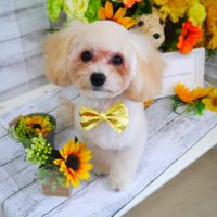 【山手店】2019年7月22日のワンちゃん達♪