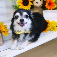 【山手店】2019年7月24日のワンちゃん達♪