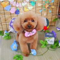 【山手店】2019年7月26日のワンちゃん達♪