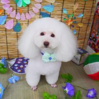 【山手店】2019年7月27日のワンちゃん達♪