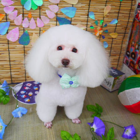 【山手店】2019年7月27日のワンちゃん達♪