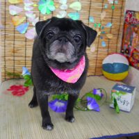 【山手店】2019年7月28日のワンちゃん達♪