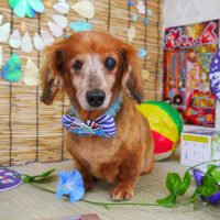 【山手店】2019年7月29日のワンちゃん達♪