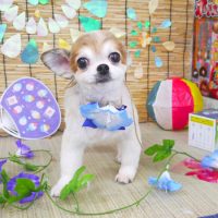 【山手店】2019年7月31日のワンちゃん達♪