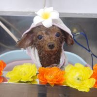 【池下店】2019年7月1日のワンちゃん達♪