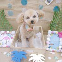 【池下店】2019年7月4日のワンちゃん達♪