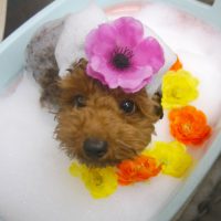 【池下店】2019年7月5日のワンちゃん達♪