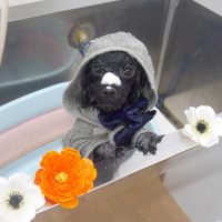 【池下店】2019年7月6日のワンちゃん達♪