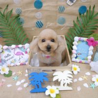 【池下店】2019年7月7日のワンちゃん達♪