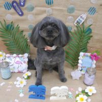 【池下店】2019年7月8日のワンちゃん達♪