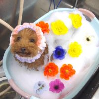 【池下店】2019年7月11日のワンちゃん達♪