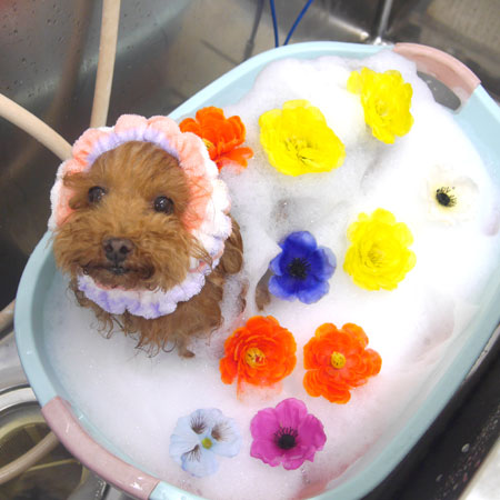 【池下店】2019年7月11日のワンちゃん達♪