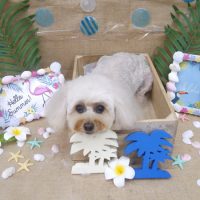 【池下店】2019年7月12日のワンちゃん達♪