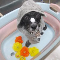 【池下店】2019年7月13日のワンちゃん達♪