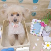 【池下店】2019年7月14日のワンちゃん達♪