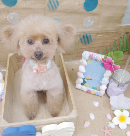 【池下店】2019年7月14日のワンちゃん達♪