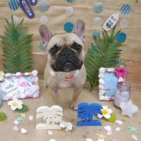 【池下店】2019年7月15日のワンちゃん達♪