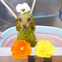 【池下店】2019年7月18日のワンちゃん達♪