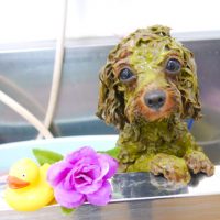 【池下店】2019年7月19日のワンちゃん達♪