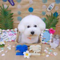 【池下店】2019年7月20日のワンちゃん達♪