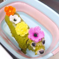 【池下店】2019年7月21日のワンちゃん達♪