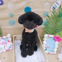 【池下店】2019年7月22日のワンちゃん達♪