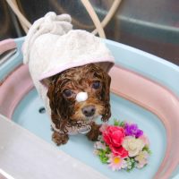 【池下店】2019年7月24日のワンちゃん達♪