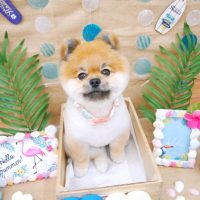 【池下店】2019年7月25日のワンちゃん達♪