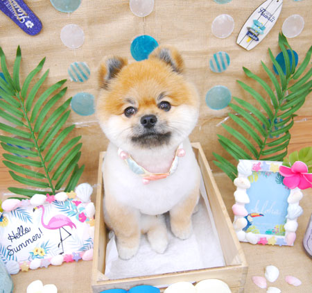 【池下店】2019年7月25日のワンちゃん達♪