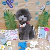 【池下店】2019年7月26日のワンちゃん達♪