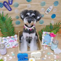 【池下店】2019年7月27日のワンちゃん達♪