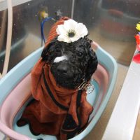 【池下店】2019年7月28日のワンちゃん達♪