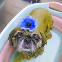 【池下店】2019年7月29日のワンちゃん達♪