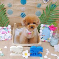 【池下店】2019年7月31日のワンちゃん達♪