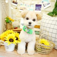 【本店】2019年8月5日のワンちゃん達♪