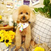 【本店】2019年8月1日のワンちゃん達♪