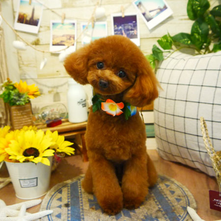 【本店】2019年8月2日のワンちゃん達♪