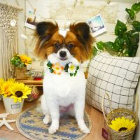 【本店】2019年8月3日のワンちゃん達♪