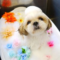 【本店】2019年8月7日のワンちゃん達♪