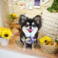 【本店】2019年8月8日のワンちゃん達♪