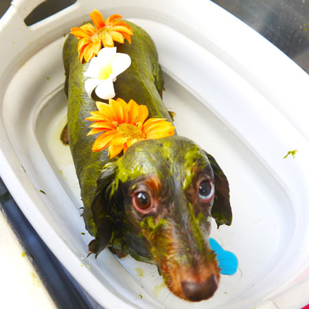 【本店】2019年8月10日のワンちゃん達♪