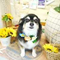 【本店】2019年8月10日のワンちゃん達♪