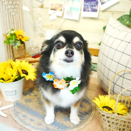 【本店】2019年8月10日のワンちゃん達♪