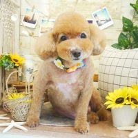 【本店】2019年8月16日のワンちゃん達♪