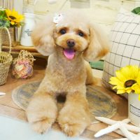 【本店】2019年8月17日のワンちゃん達♪