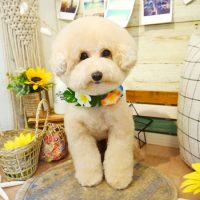 【本店】2019年8月18日のワンちゃん達♪