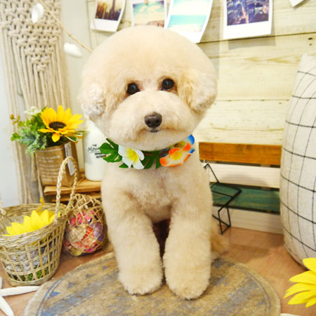 【本店】2019年8月18日のワンちゃん達♪